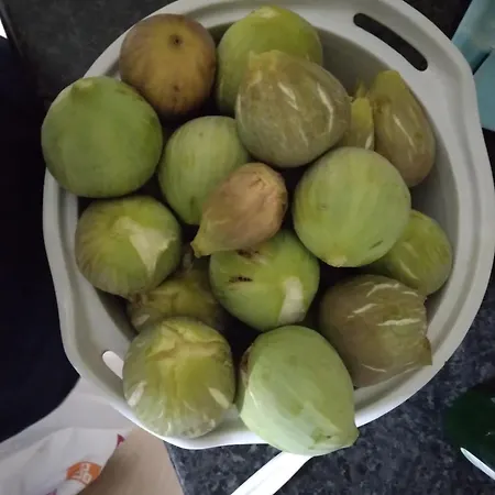 Mersinera Paradise Garden Noah House