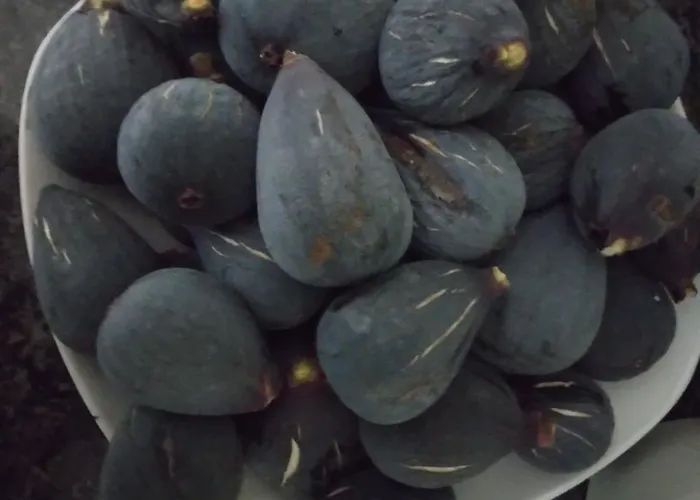 別荘 Mersinera Paradise Garden Noah House *