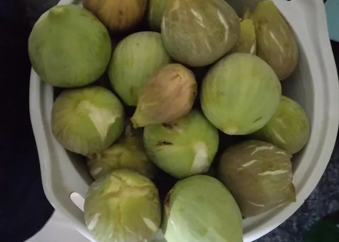 Mersinera Paradise Garden Noah House